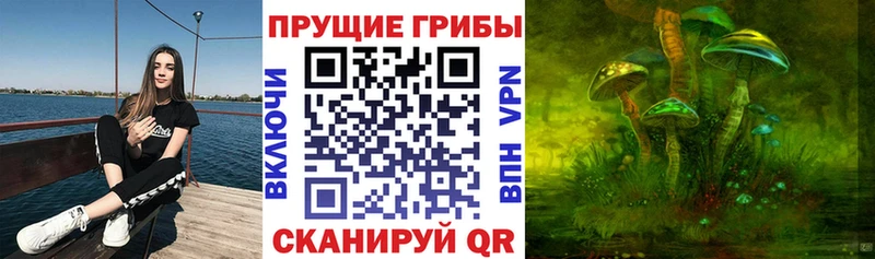 Псилоцибиновые грибы Cubensis  Мглин 